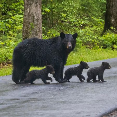 Papa Bear, Hot Tub, Wifi, 1089 Free Tickets Each Paid Day, Dollywood And More Сивиървил Екстериор снимка