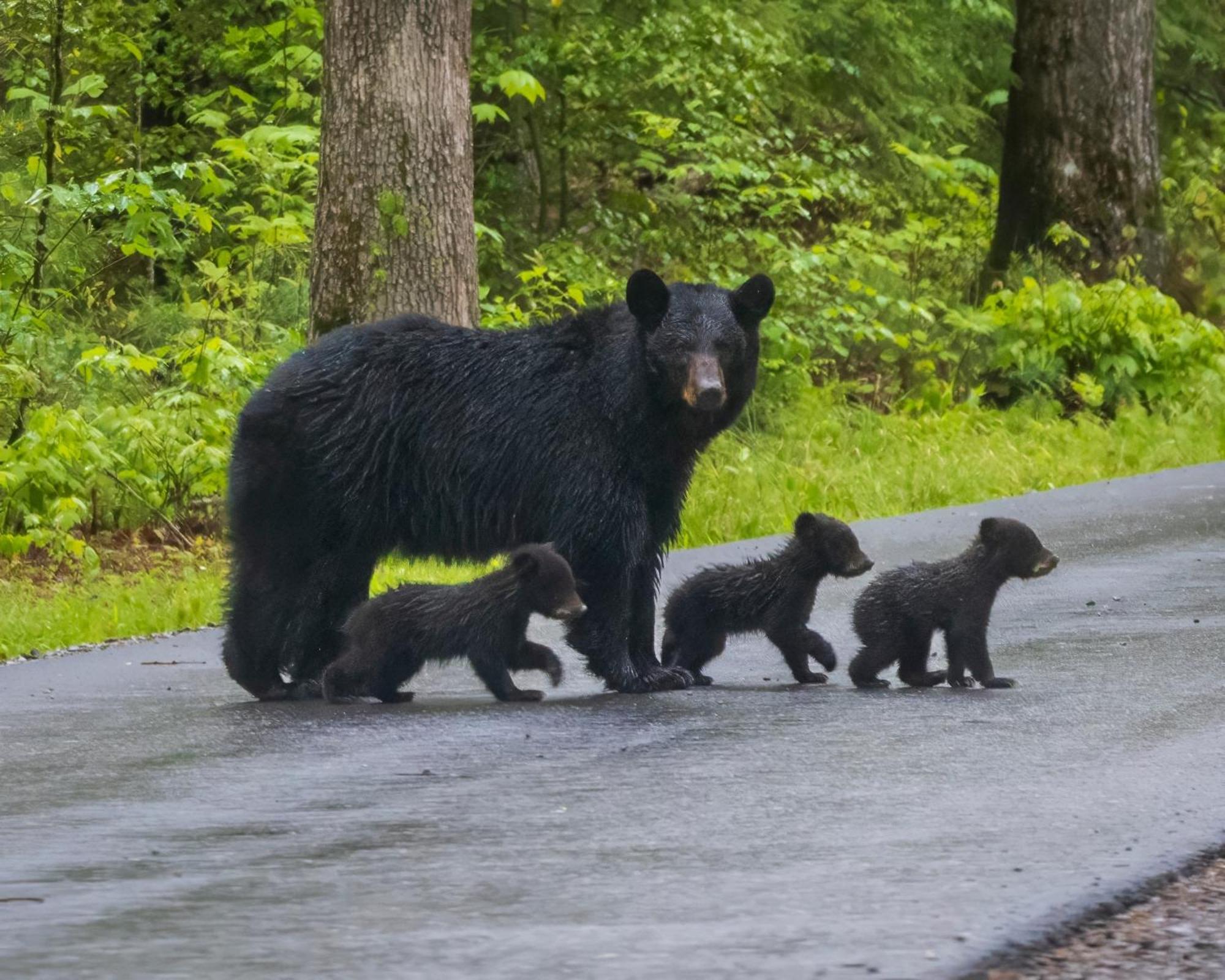 Papa Bear, Hot Tub, Wifi, 1089 Free Tickets Each Paid Day, Dollywood And More Сивиървил Екстериор снимка